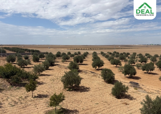 Seniya de 4 hectare et 5000 m² à vendre