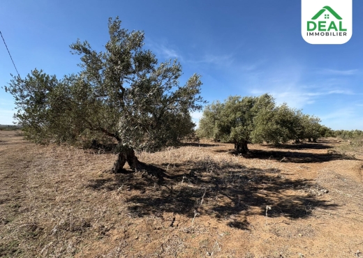 أرض فلاحية للبيع - Bien immobilier à {"id":20,"country_id":219,"name":"SOUSSE","slug":"sousse"} - Image 2 - Agence Deal Immobilier