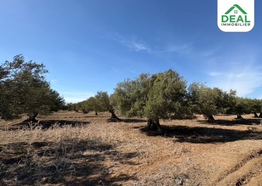 أرض فلاحية للبيع - Bien immobilier à {"id":20,"country_id":219,"name":"SOUSSE","slug":"sousse"} - Image 3 - Agence Deal Immobilier