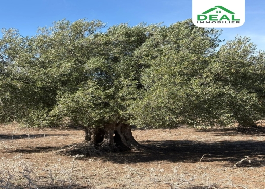 أرض فلاحية للبيع - Bien immobilier à {"id":20,"country_id":219,"name":"SOUSSE","slug":"sousse"} - Agence Deal Immobilier