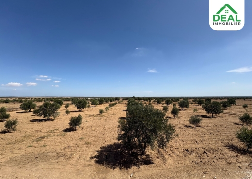 A vendre Ferme Olivier à Msaken - Bien immobilier à {"id":20,"country_id":219,"name":"SOUSSE","slug":"sousse"} - Image 2 - Agence Deal Immobilier