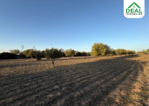 للبيع : أرض فلاحية - Bien immobilier à {"id":20,"country_id":219,"name":"SOUSSE","slug":"sousse"} - Image 3 - Agence Deal Immobilier